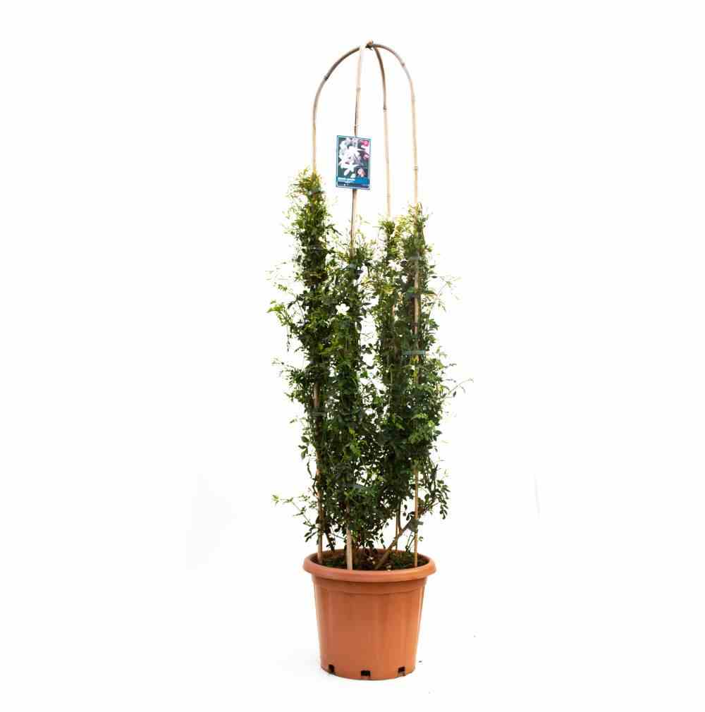 Jasminum officinale taille pot de 25l - 200-225cm