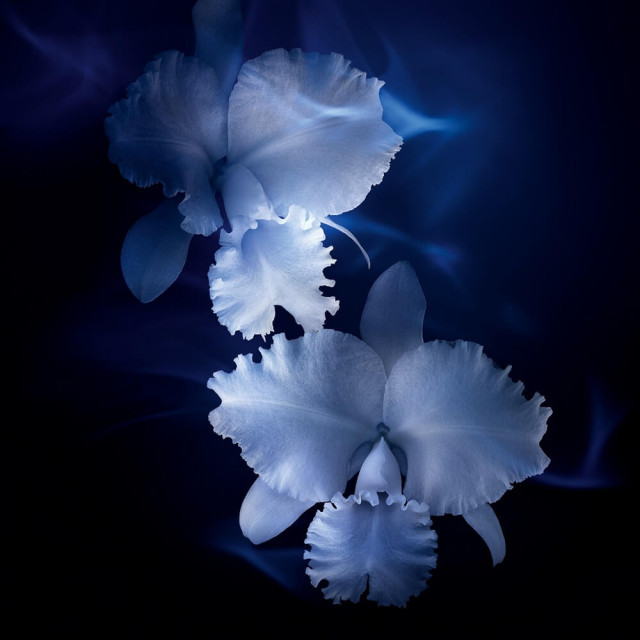 Soin Yeux Lèvres Orchidée GUERLAIN