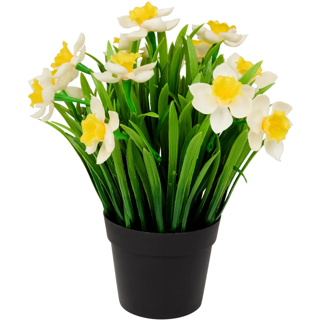 Narcissen in pot 26 cm | diverse kleuren