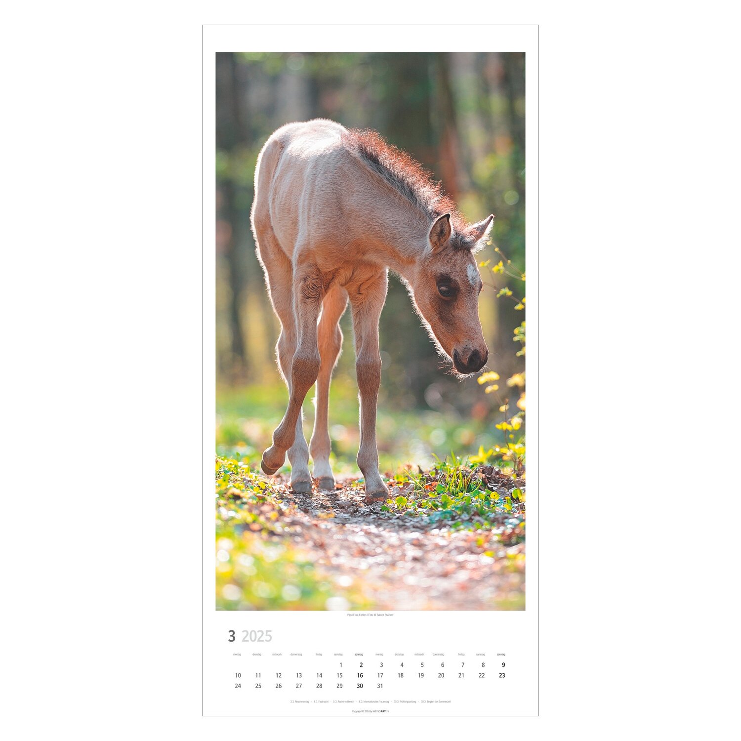 Kalender Pferde 2025