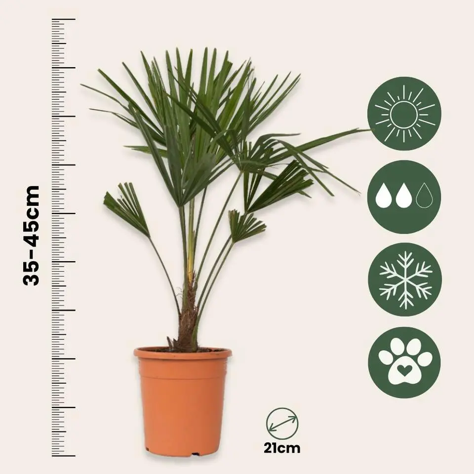 Chinese Waaierpalm - Trachycarpus Fortunei - Hoogte 65-75cm - ⌀21cm