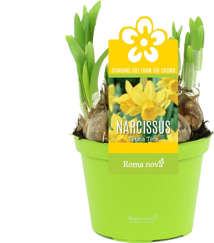 Narcis (Narcissus 'Tete a Tete') D 12 H 14 cm