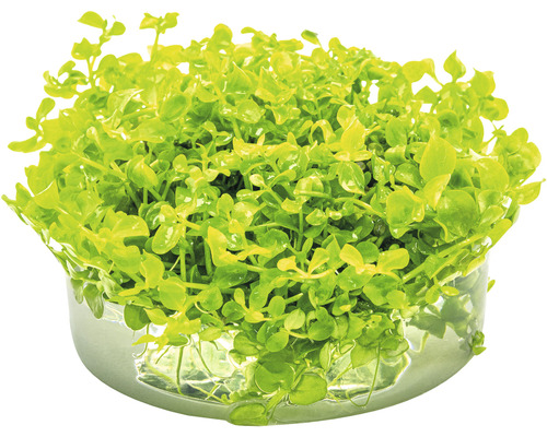 Parelmoer - Micranthemum tweediei In-Vitro
