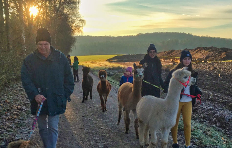 Alpaka Wanderung mit Glühweinempfang Arnstein