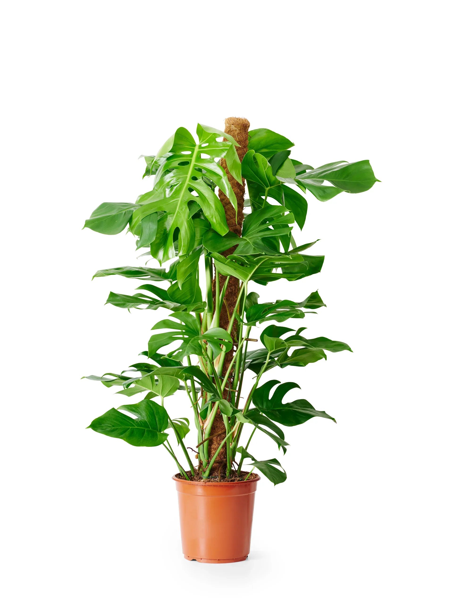 Monstera deliciosa Monstera Høyde 120 cm