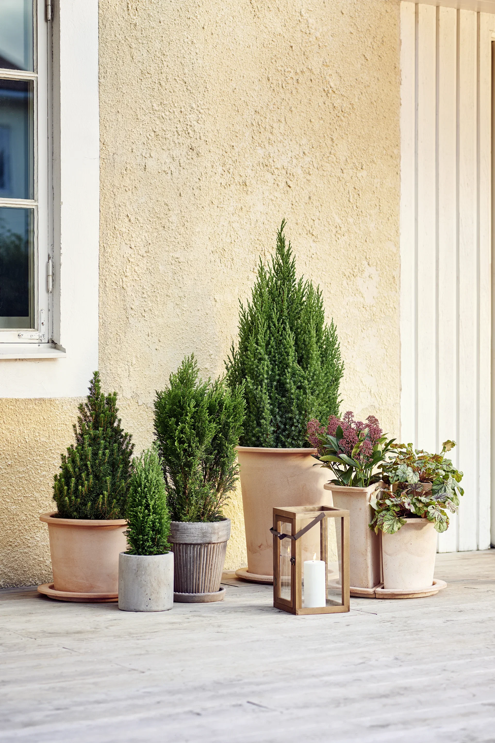 Juniperus chinensis 'Stricta' Kinaeiner Høyde 30 cm