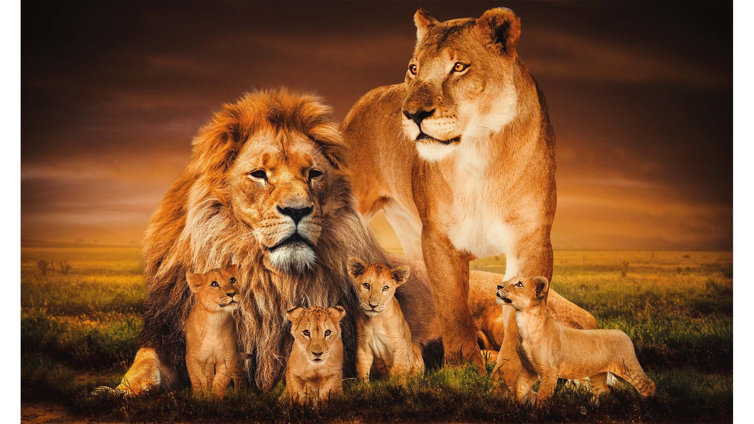 Schilderij Lion Family 002