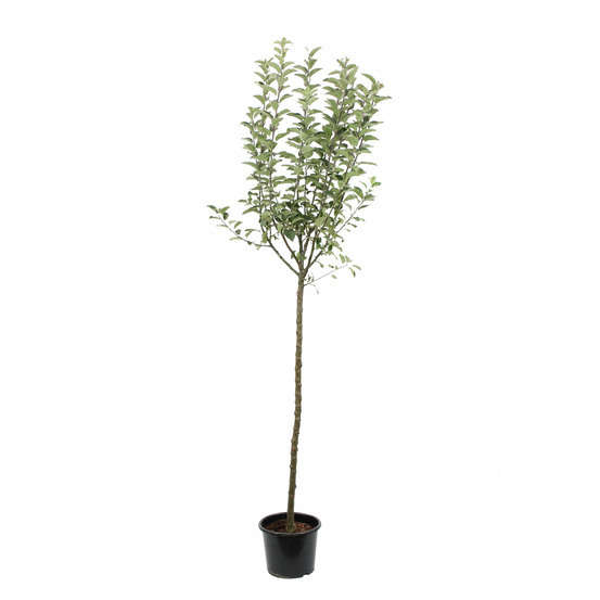 Pommier Reine des Reinettes : ½ tige, 4-5 ans, H 170-180 cm POT 15L