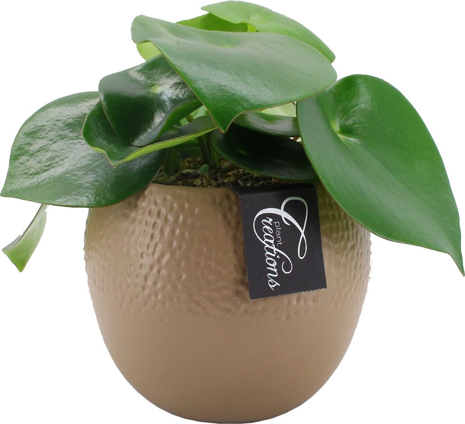 Intratuin Arrangement Boly Peperomia (Peperomia 'Raindrop') D 14 H 25 cm