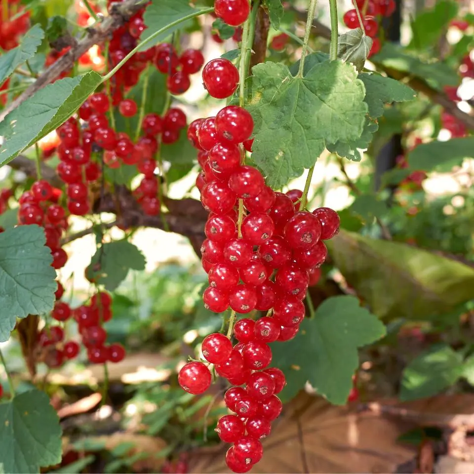 Bessenplanten - Set van 4 - Rubus Rubrum Uva Fructosus - Hoogte 25-40cm - ⌀9cm