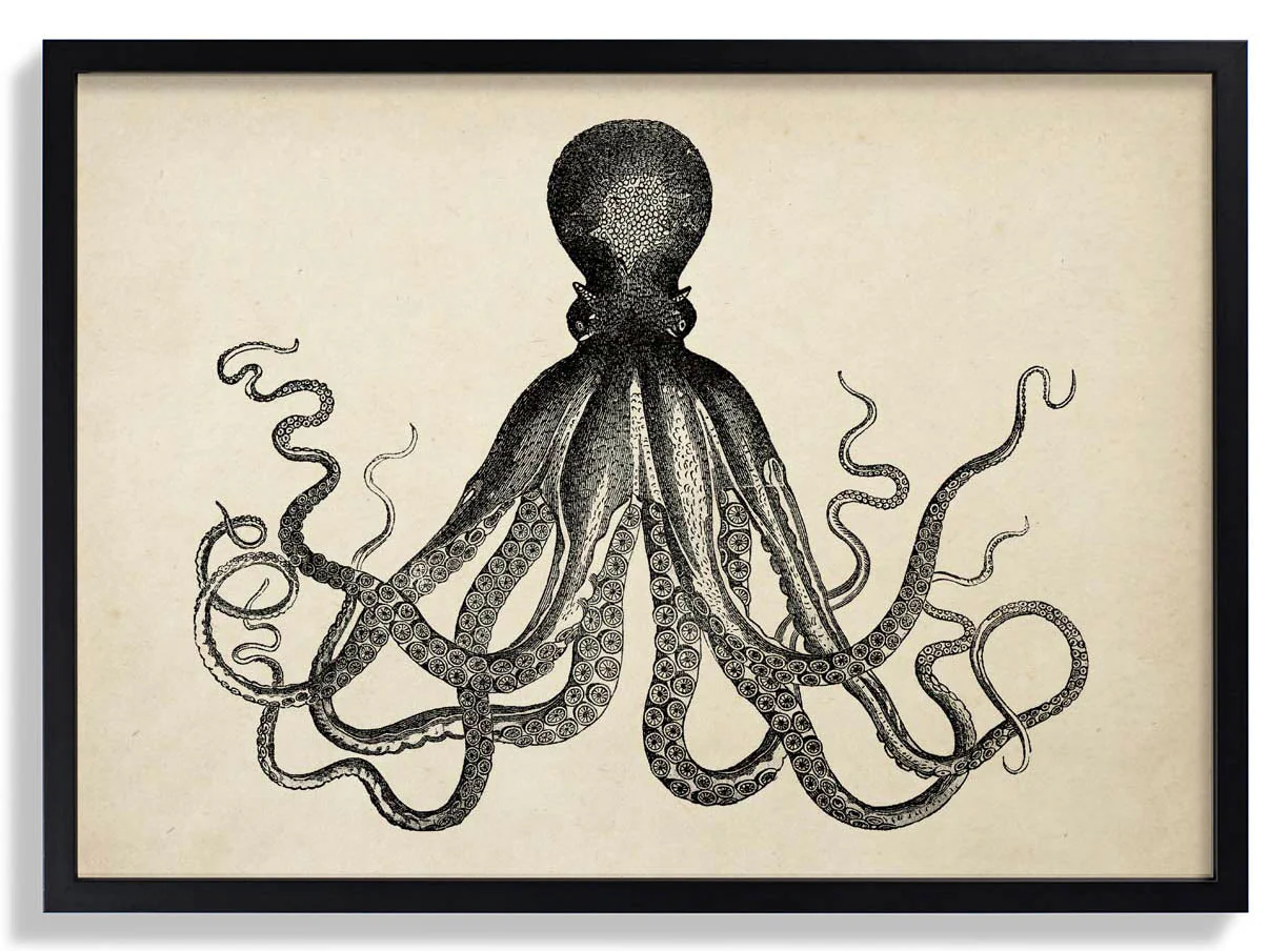Antiker Oktopus IV