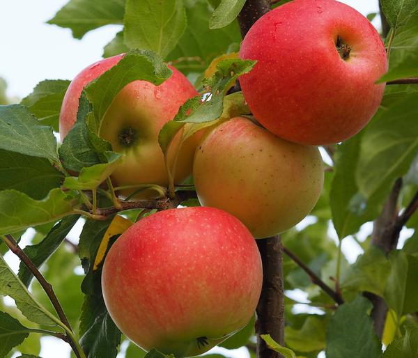 Winterapfel 'Ecolette' (S)