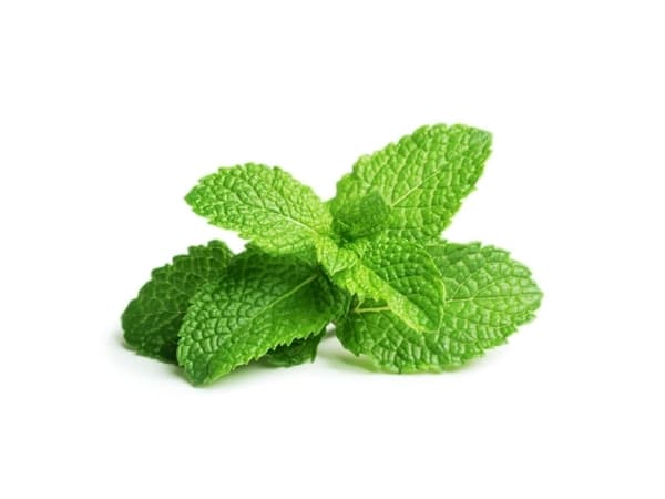EMSA Click & Grow, Peppermynte