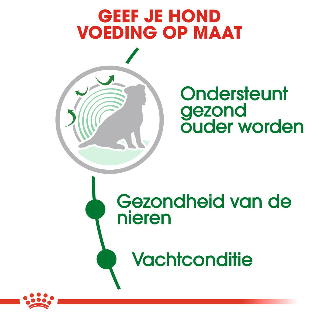 Royal Canin Mini Ageing 12  - Hondenvoer - 1500 Gram - gevogelte
