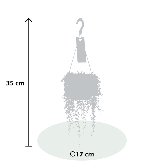Senecio Herreianus suspension - pot D17cm