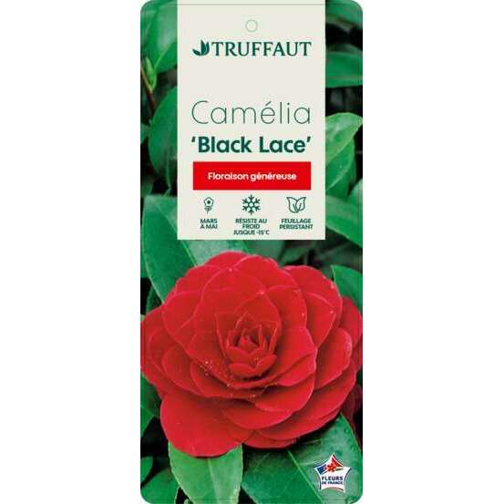 Camellia 'Black Lace' : H 40/50 cm, ctr 3 Litres