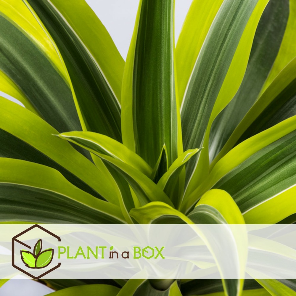 Dracaena deremensis - lemon lime - dragonniers - set de 2