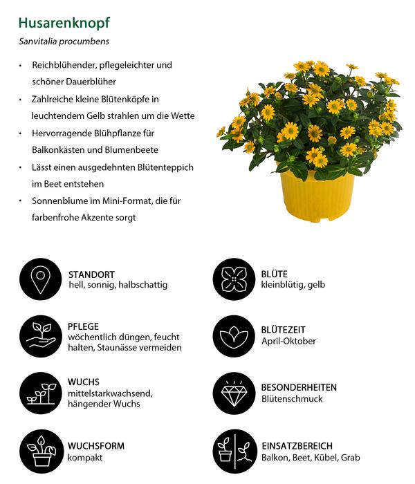 Husarenknöpfchen