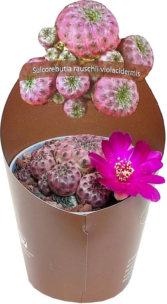 Cluster cactus (Sulcorebutia rauschii violacidermis) D 6,5 H 8 cm
