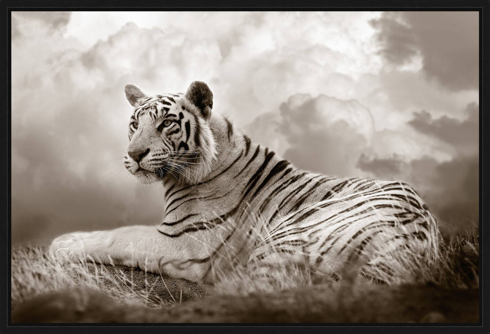 Tiger Queen by Horst Klemm - Limited Edition. Edition of: 150. Signed.