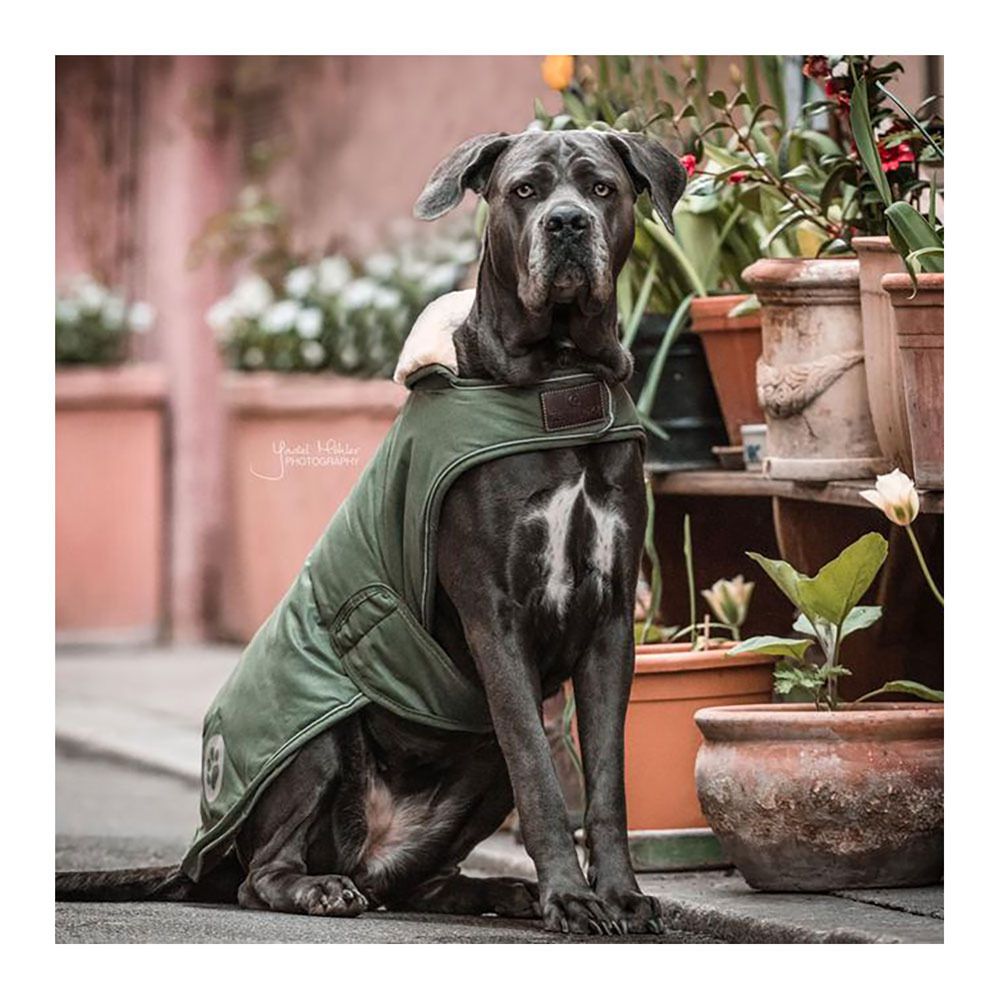 Kentucky PINA - Manteau pour chien vert sapin