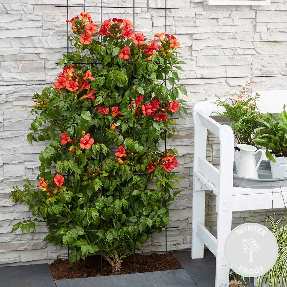 Campsis summer jazz fire trompette – trompette fleur – creeper – hardy - ⌀15 cm - ↕60-70 cm