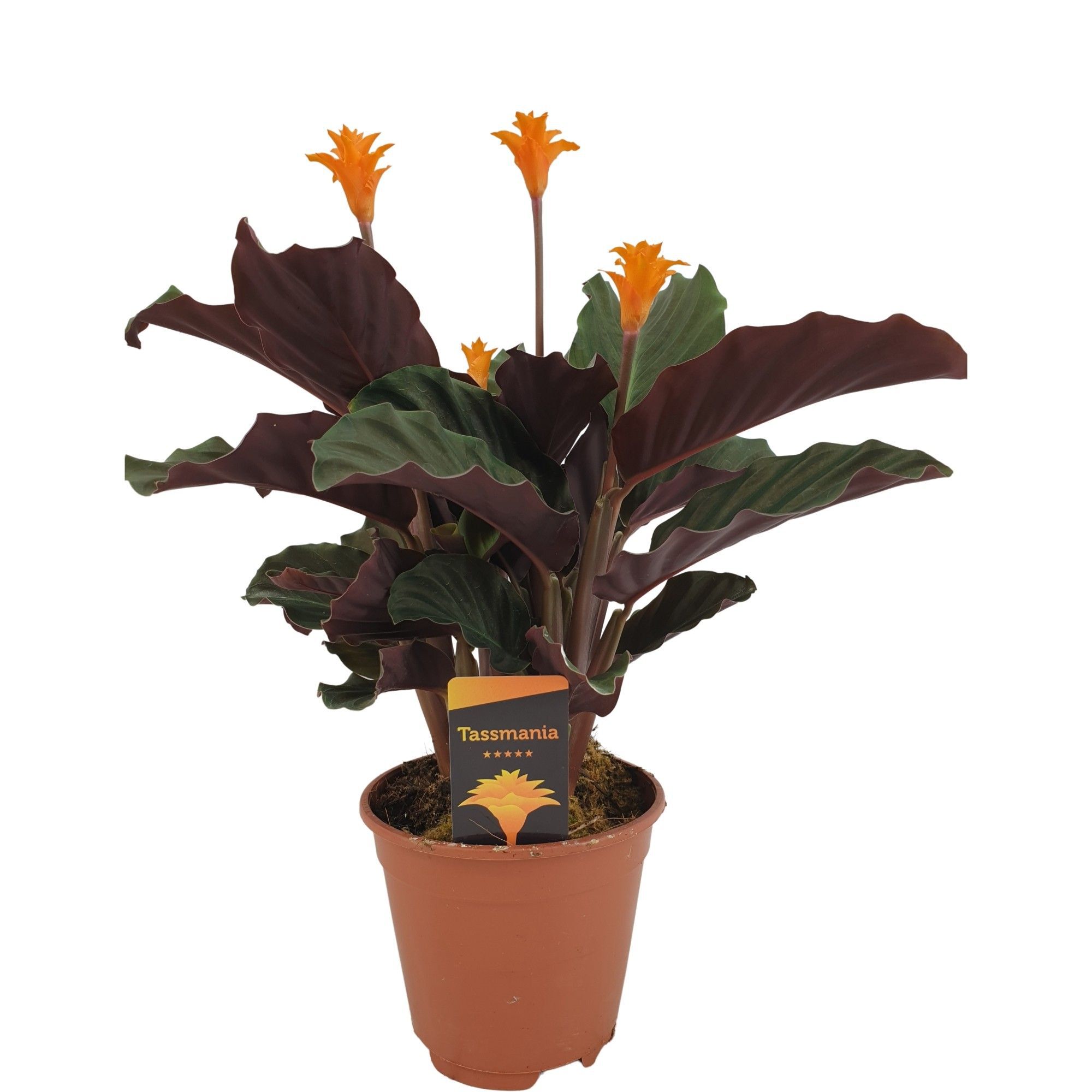 Calathea Crocata (gele calathea) - Kamerplant - 40 cm