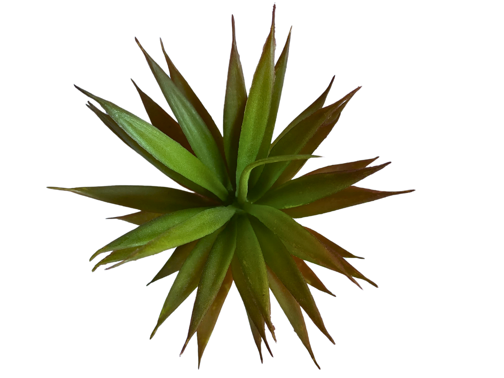 Planta de abacaxi para decoração de terrário