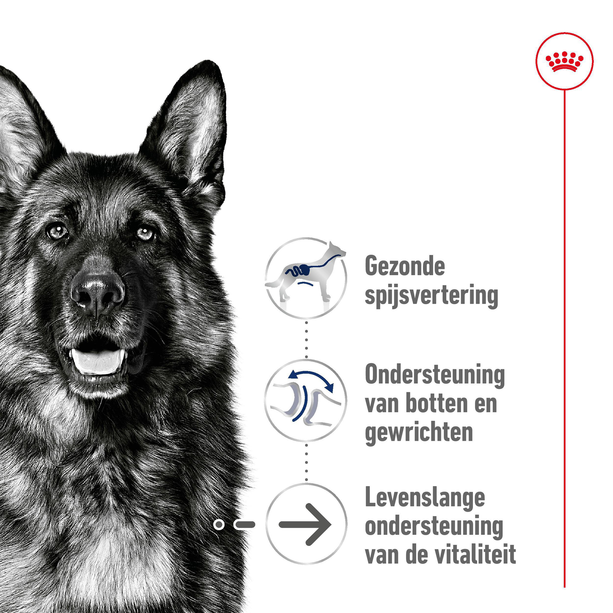 Royal Canin Maxi Ageing 8+ - Hondenvoer