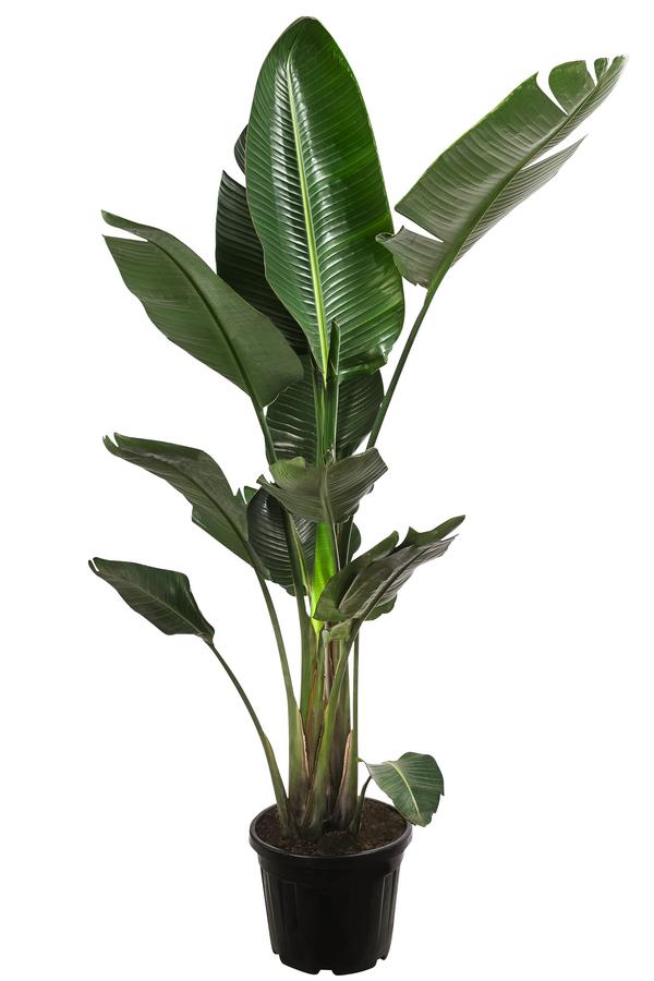 Weiße Strelitzie - Strelitzia alba