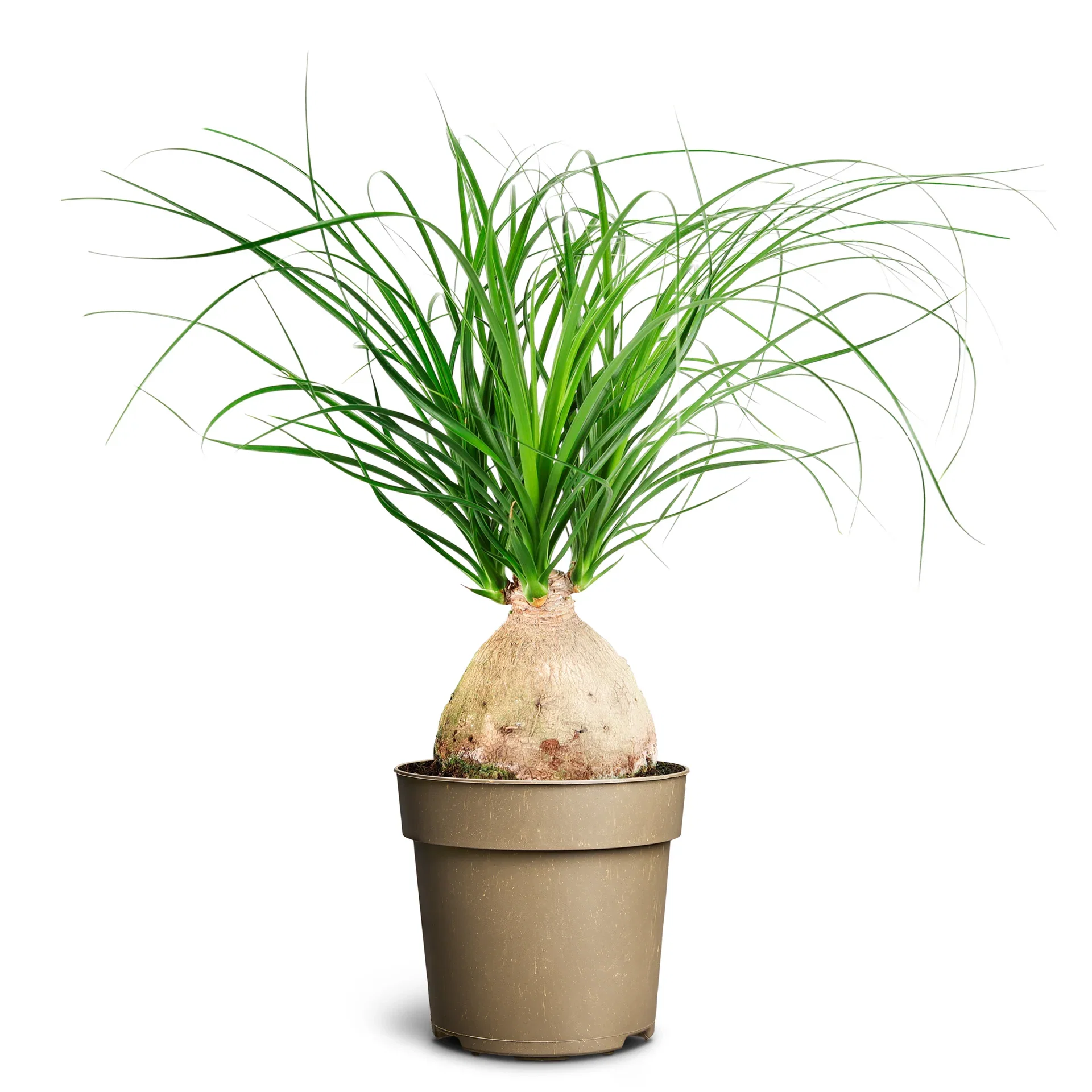 Beaucarnea recurvata 'Nolina' Beaucarnea recurvata 'Nolina' Høyde 60 cm