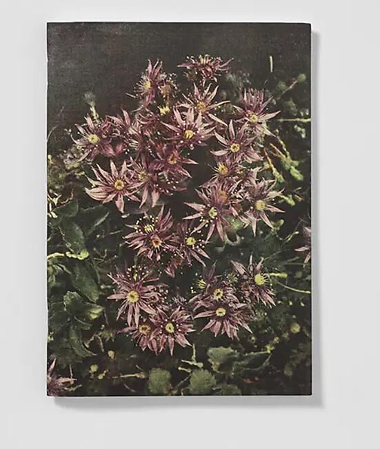 CARNET DE NOTES FLEURS DES ALPES
