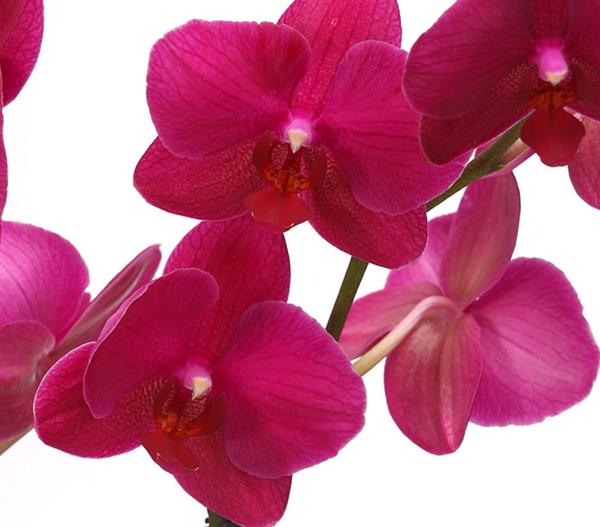 Schmetterlingsorchidee - Phalaenopsis