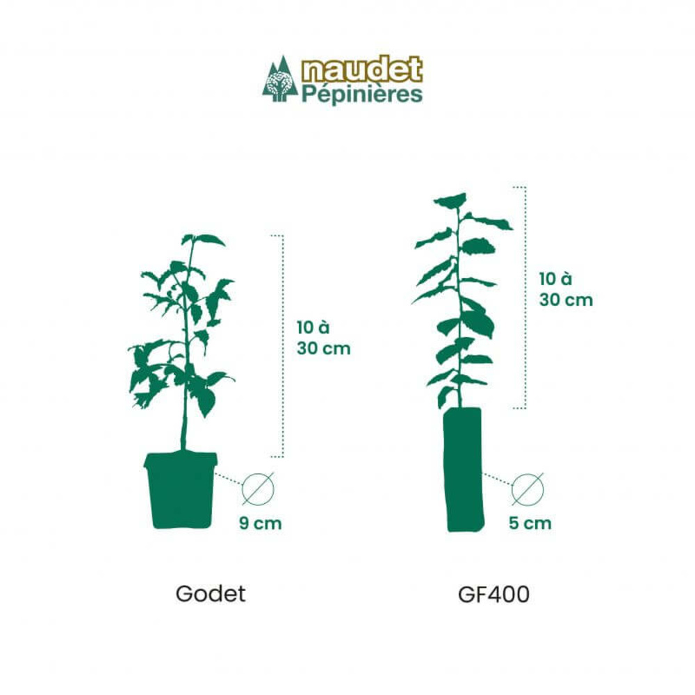 10 charme commun (carpinus betulus) - haie de charmille - 10 jeunes plants : taille 30/50cm