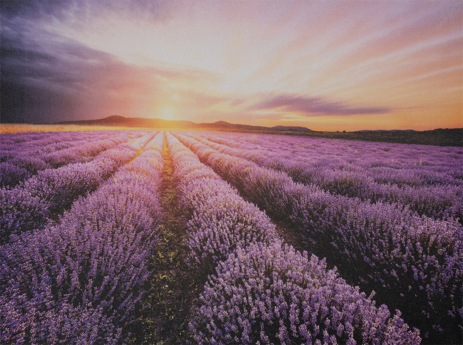 Intratuin tuinschilderij Canva lavendel met zon 130 x 70 cm