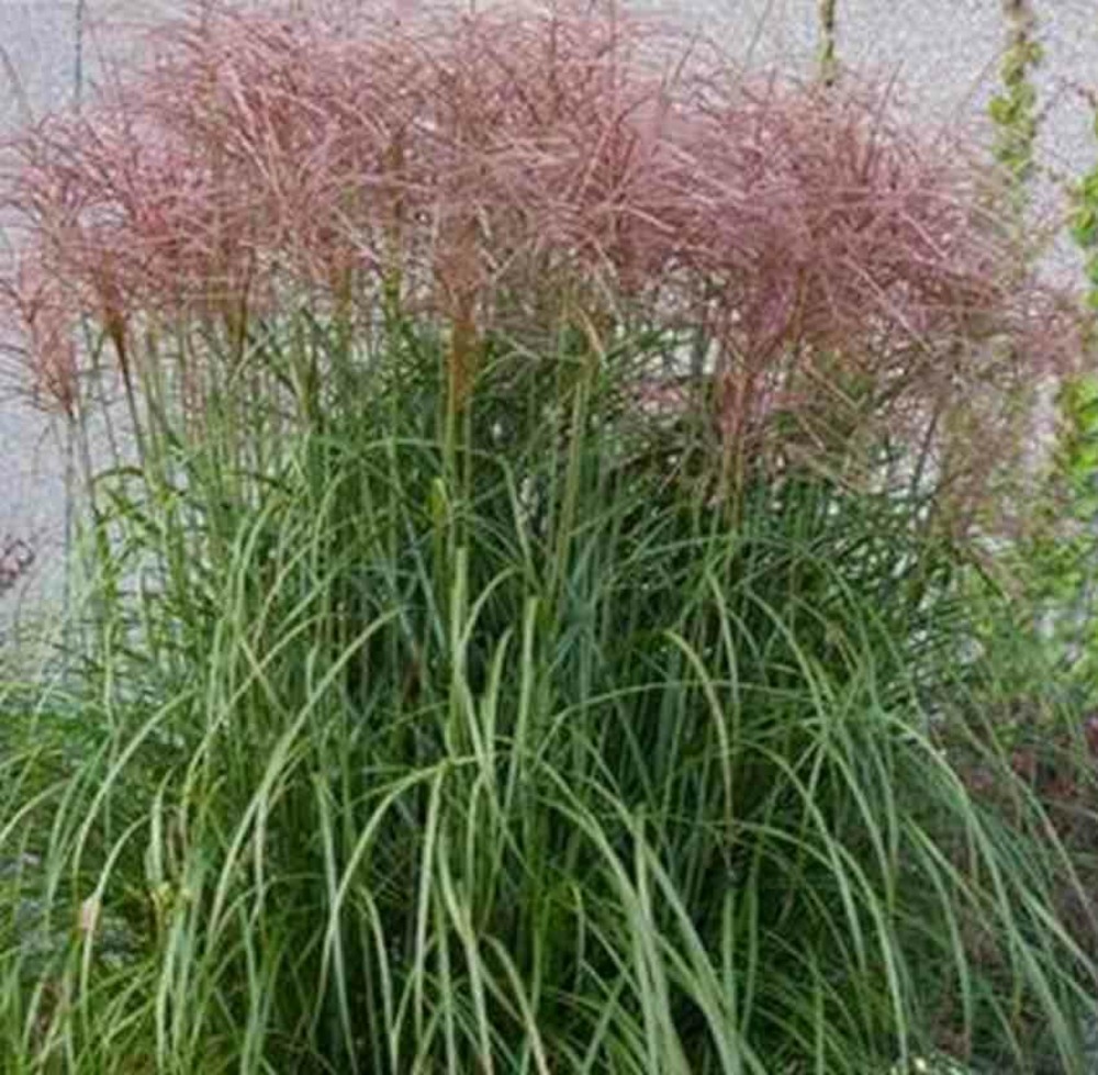Miscanthus sinensis ferner osten (roseau de chine, eulalie) taille pot de 2 litres - 0/100 cm