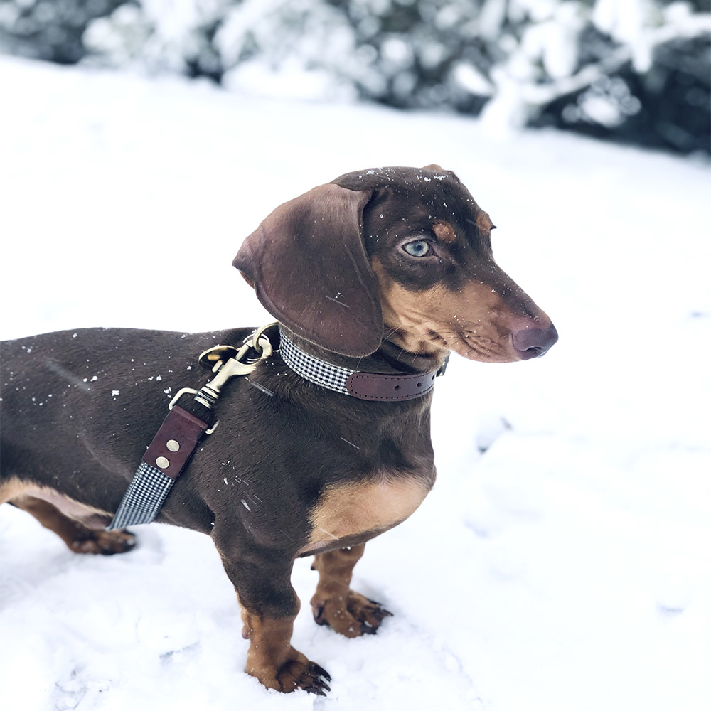 Coleira artesanal para cães Barking Gaucho Milo