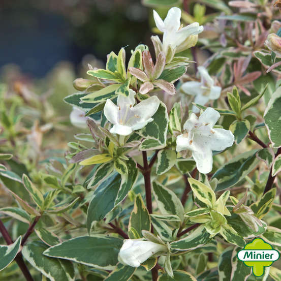 Abelia x grandiflora 'Sparkling Silver '® : conteneur 4,5 litres