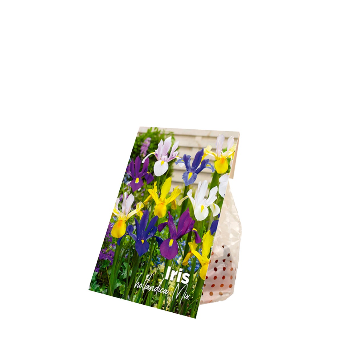 Bloomique – Mix van 50 – Iris Hollandica – Hollandse Iris – Kleurenmix – Bloembollen – Voorjaarsbloeier – Vaste planten – Wordt 50–60 cm hoog