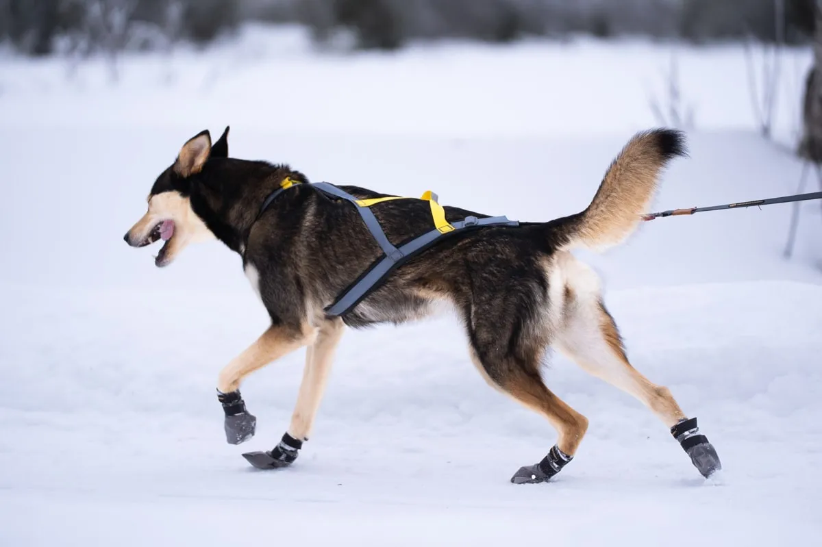 Seleverkstedet Seleverkstedet High Endurance dog boot 4pk Grå/svart