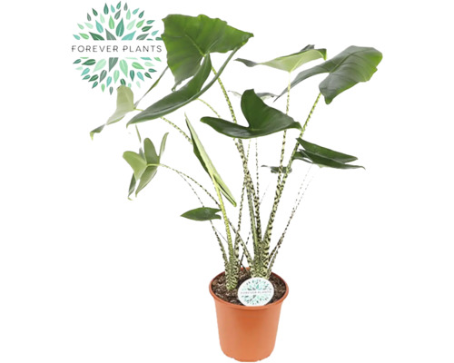 Alocasia, Tiger Arrow Leaf FloraSelf Alocasia 'Zebrina' H 80-100 cm Ø 24 cm pot