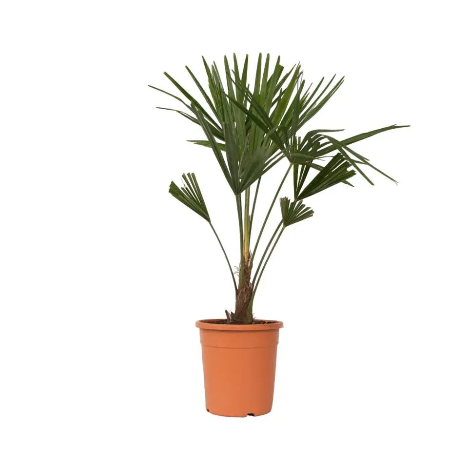 Chinese Waaierpalm - Trachycarpus Fortunei - Hoogte 65-75cm - ⌀21cm