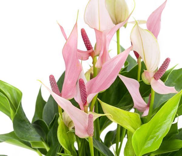 Waterplant Flamingoblume im Glas - Anthurium