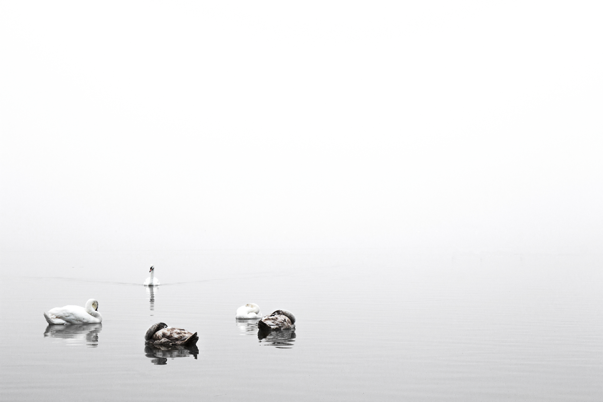 Foto op plexiglas Zwanen 120 x 80 cm