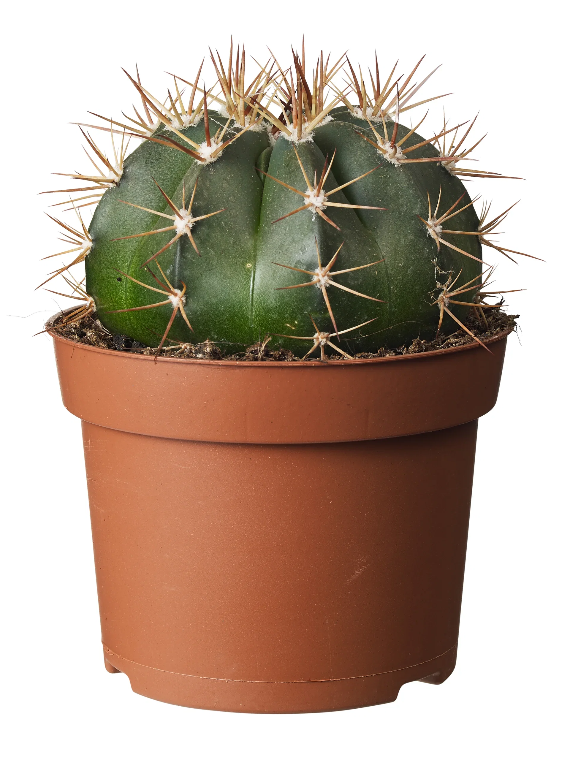 Cactus Kaktus miks Høyde 20 cm