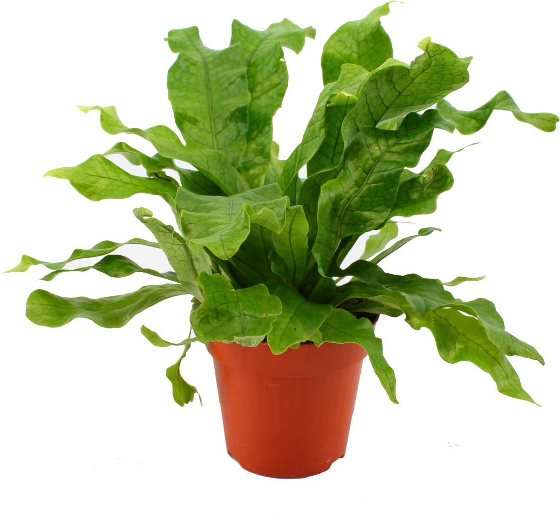 Krokodillenvaren (Microsorum musifolium 'Crocodyllus') D 12 H 40 cm