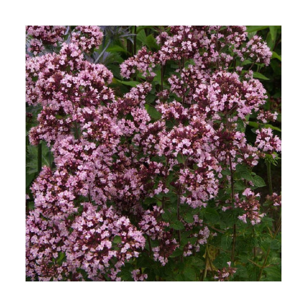 Origan gentle breeze®/origanum vulgare gentle breeze®[-]godet