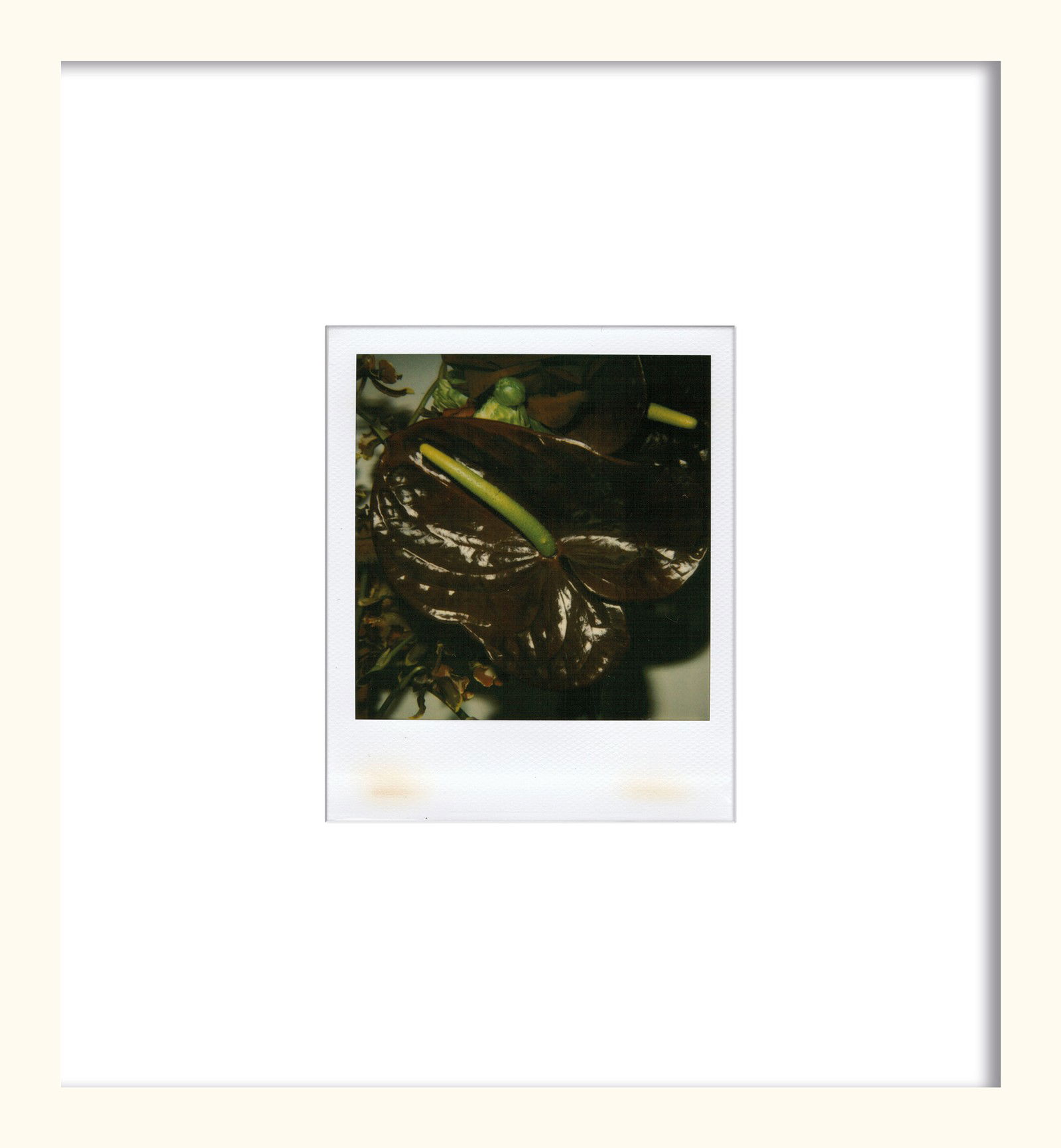 Flower by Nobuyoshi Araki - Unique Artwork