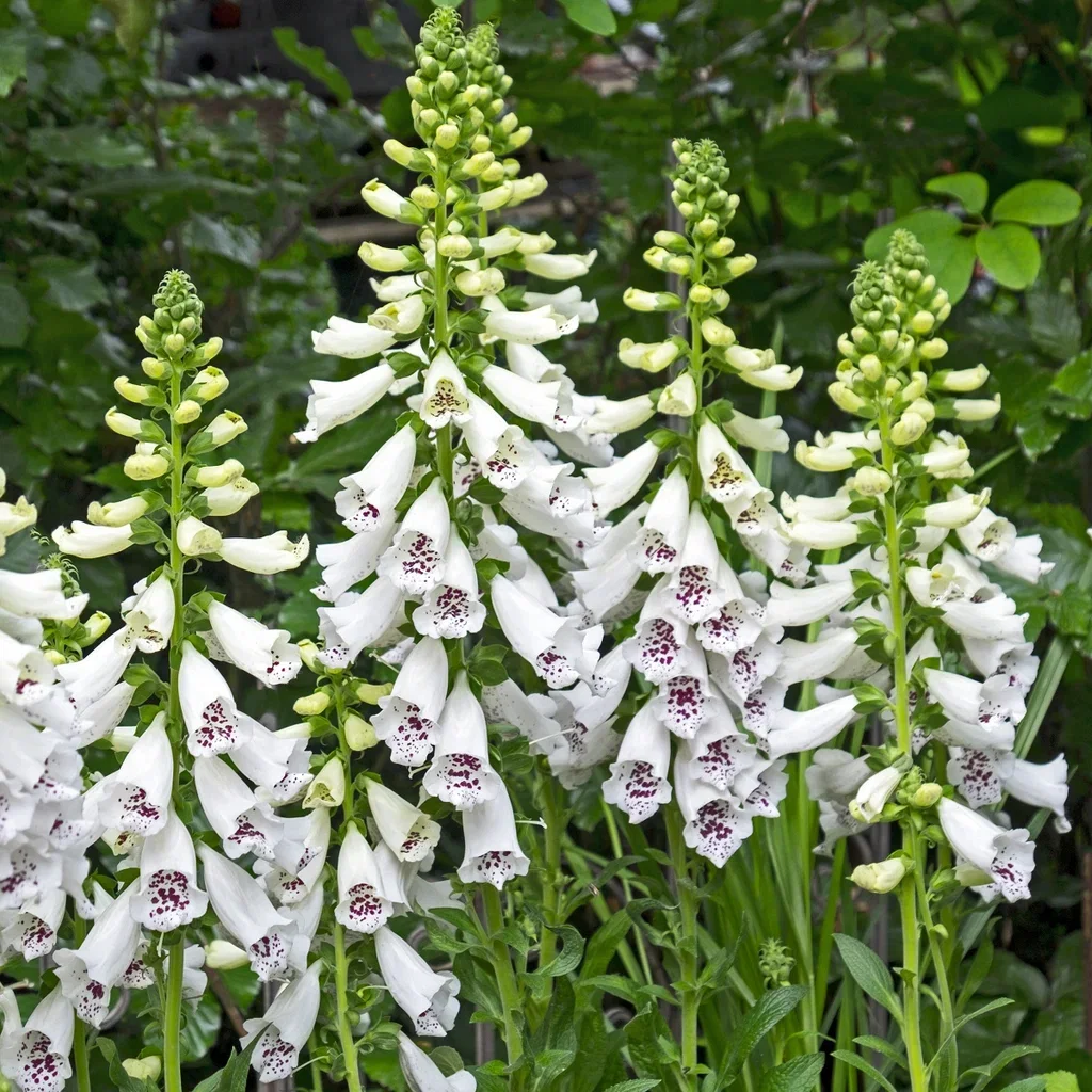 Digitalis purpurea 'Dalmatian White' Revebjelle  'Dalmatian White' Ø11 cm