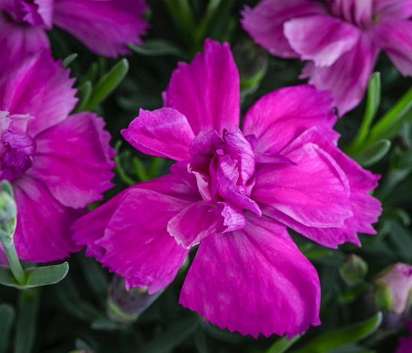 Garten-Nelke 'Violett Wonder'